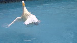 Buttercup in Pool 10   