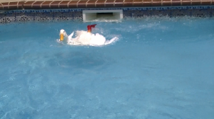 Buttercup in Pool 8   