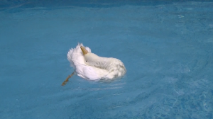 Buttercup in Pool 9   